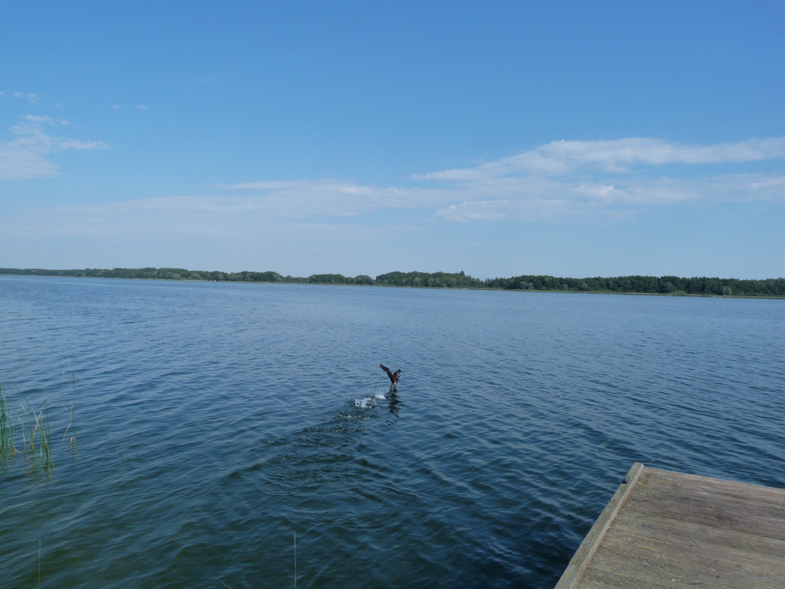 Water bird over Lake Soldin near Kruszwin – Soldin Lakeside View